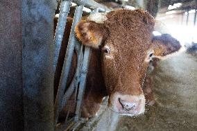 PM Attal Visits A Cattle Farm - Janvilliers