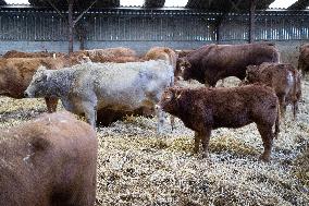 PM Attal Visits A Cattle Farm - Janvilliers