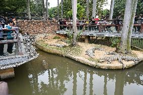 Crocodiles at Nanning Zoo in Nanning