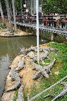 Crocodiles at Nanning Zoo in Nanning
