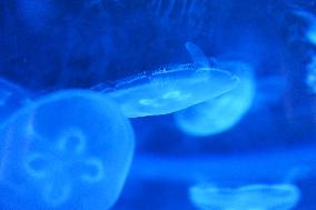 Visitors Watch Jellyfish at Nanning Zoo in Nanning