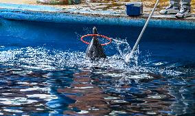 Dolphin And Sea Lion Performance at The Aquarium of Nanning Zoo in Nanning