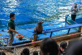 Dolphin And Sea Lion Performance at The Aquarium of Nanning Zoo in Nanning