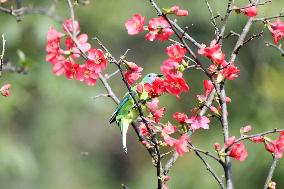 Leafbirds