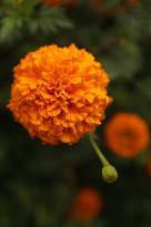 Marigold Flowers In India