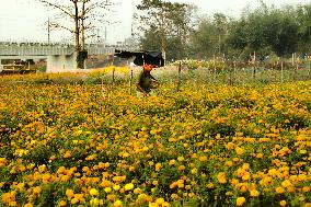 Marigold Flowers In India