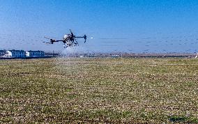 Fertilize Wheat in Suqian