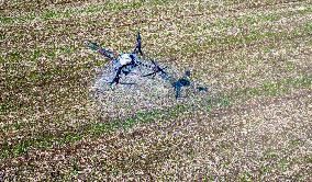 Fertilize Wheat in Suqian