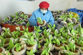 Toy Shells Export in Lianyungang