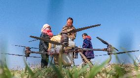 Fertilize Wheat in Suqian