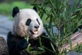China Chongqing Zoo Panda