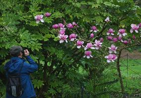 U.S.-SAN FRANCISCO-DAILY LIFE-BOTANICAL GARDEN