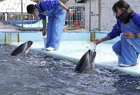 Dolphins moved from quake-hit aquarium