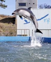Dolphins moved from quake-hit aquarium