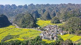 #CHINA-SPRING-COLE FLOWER (CN)