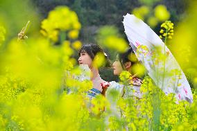 #CHINA-SPRING-COLE FLOWER (CN)