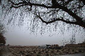 Sandstorm Hit Yongchang