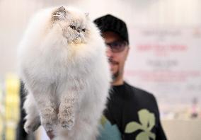 KUWAIT-HAWALLI GOVERNORATE-CAT BEAUTY CONTEST