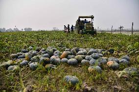 Pumpkin Farming In India's Assam