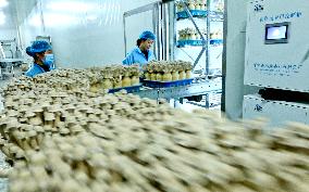 Antler Mushrooms Industry in Zhangye