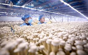 Antler Mushrooms Industry in Zhangye