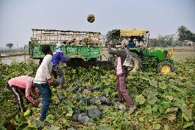 Pumpkin Farming In India's Assam