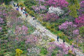 Tourists Enjoy Blooming Plum Blossoms in Nanjing