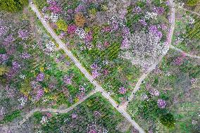 Tourists Enjoy Blooming Plum Blossoms in Nanjing