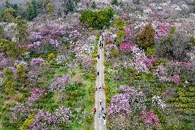 Tourists Enjoy Blooming Plum Blossoms in Nanjing