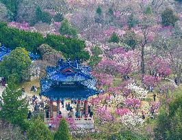 Tourists Enjoy Blooming Plum Blossoms in Nanjing