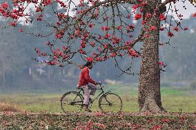 INDIA-ASSAM-NAGAON-RED SILK COTTON TREE-BLOSSOM