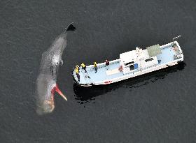 Whale spotted in Osaka Bay