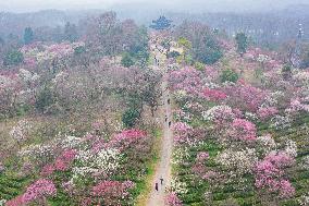 2024 Nanjing International Plum Blossom Festival