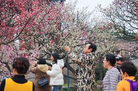 2024 Nanjing International Plum Blossom Festival
