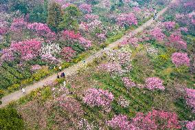 2024 Nanjing International Plum Blossom Festival