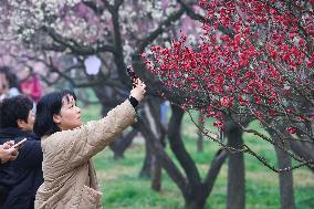 2024 Nanjing International Plum Blossom Festival