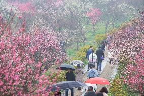 2024 Nanjing International Plum Blossom Festival