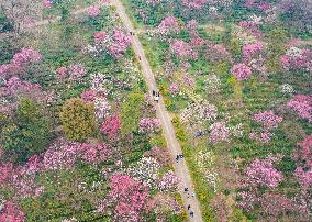 2024 Nanjing International Plum Blossom Festival