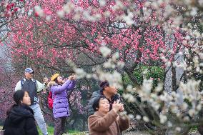 2024 Nanjing International Plum Blossom Festival