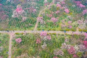 2024 Nanjing International Plum Blossom Festival