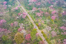 2024 Nanjing International Plum Blossom Festival