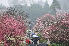 2024 Nanjing International Plum Blossom Festival
