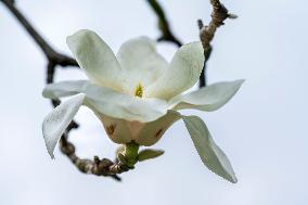 Magnolia Blossoms at Nanhu Park in Nanning