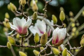 Magnolia Blossoms at Nanhu Park in Nanning