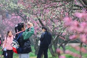 2024 Nanjing International Plum Blossom Festival