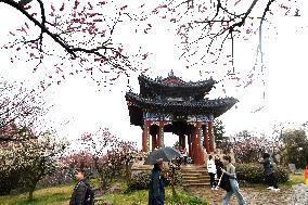 2024 Nanjing International Plum Blossom Festival