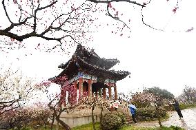 2024 Nanjing International Plum Blossom Festival