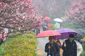 2024 Nanjing International Plum Blossom Festival