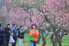 2024 Nanjing International Plum Blossom Festival