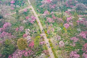 2024 Nanjing International Plum Blossom Festival